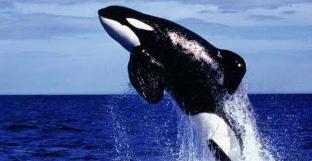 Free Willy (1)